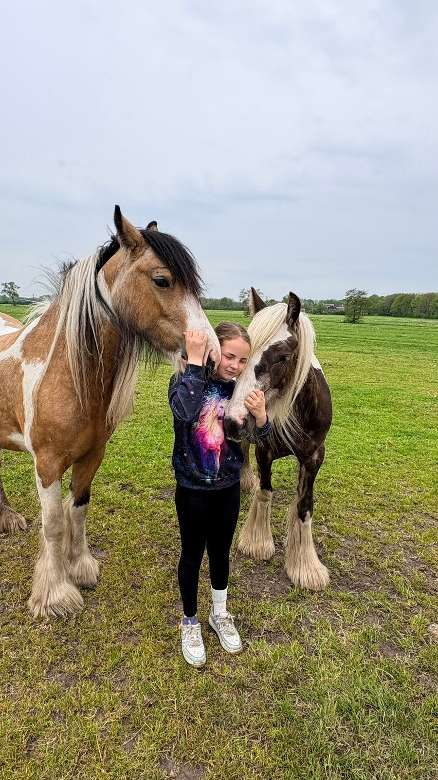 Gave silverdapple merrie (drachtig van perlino), Dieren en Toebehoren, Minder dan 160 cm, Niet van toepassing, 3 tot 6 jaar, Recreatiepaard