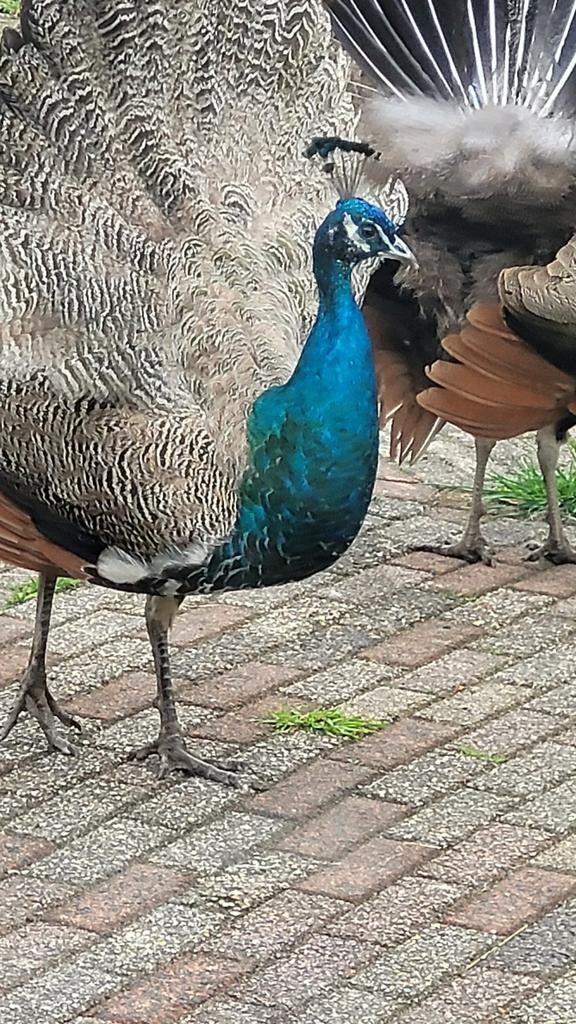 Jonge pauwenhaan, Dieren en Toebehoren, Pluimvee, Meerdere dieren