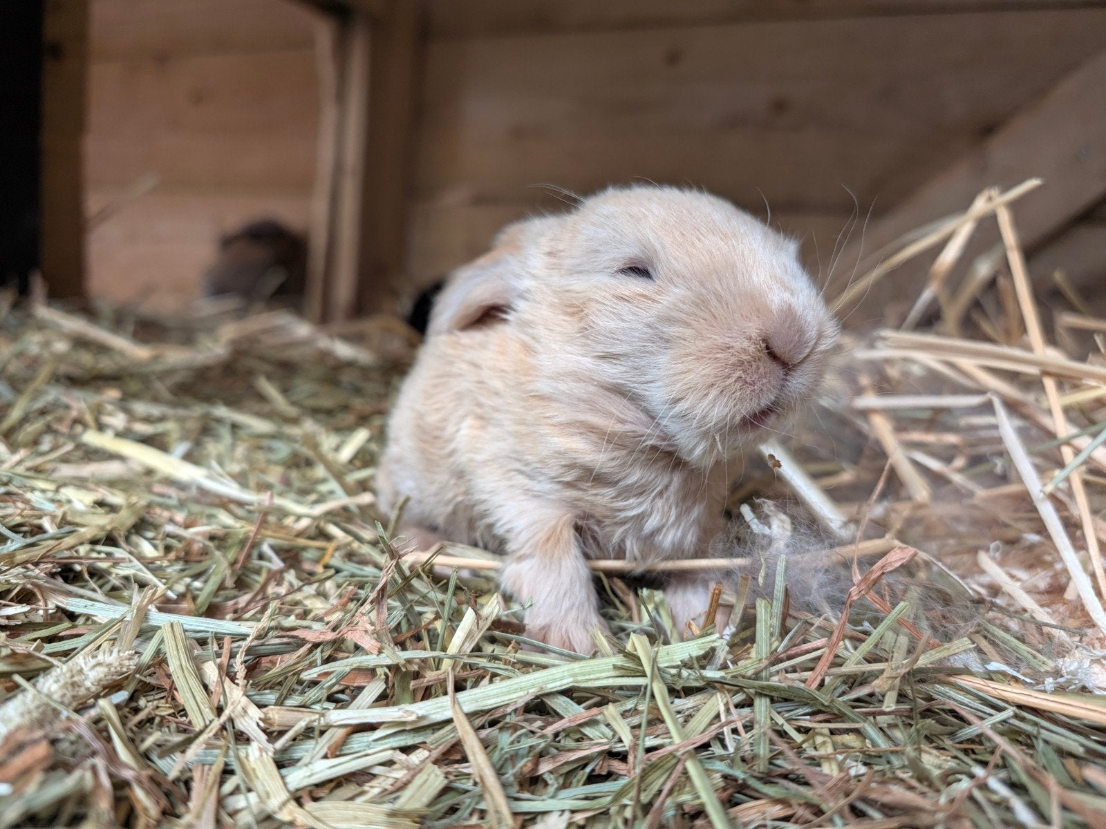 Raszuivere Franse Hangoren (Antwerpen!), Dieren en Toebehoren