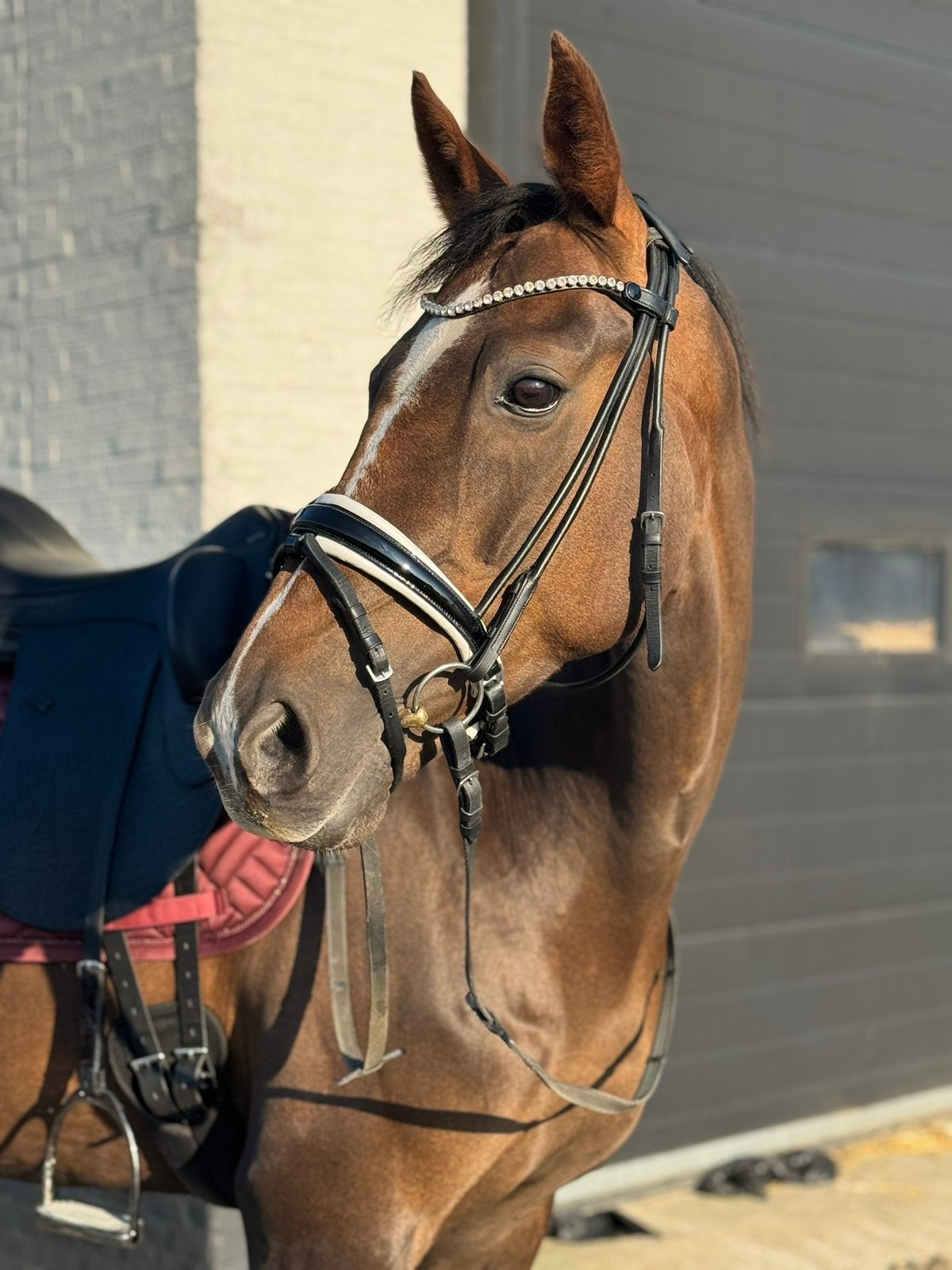 Lieve betrouwbare merrie, Merrie, Met stamboom, L, 11 jaar of ouder