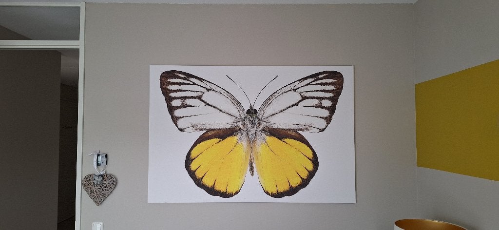 Schilderij Canvas Vlinder, Ophalen, 125 cm of meer, Zo goed als nieuw, Schilderij
