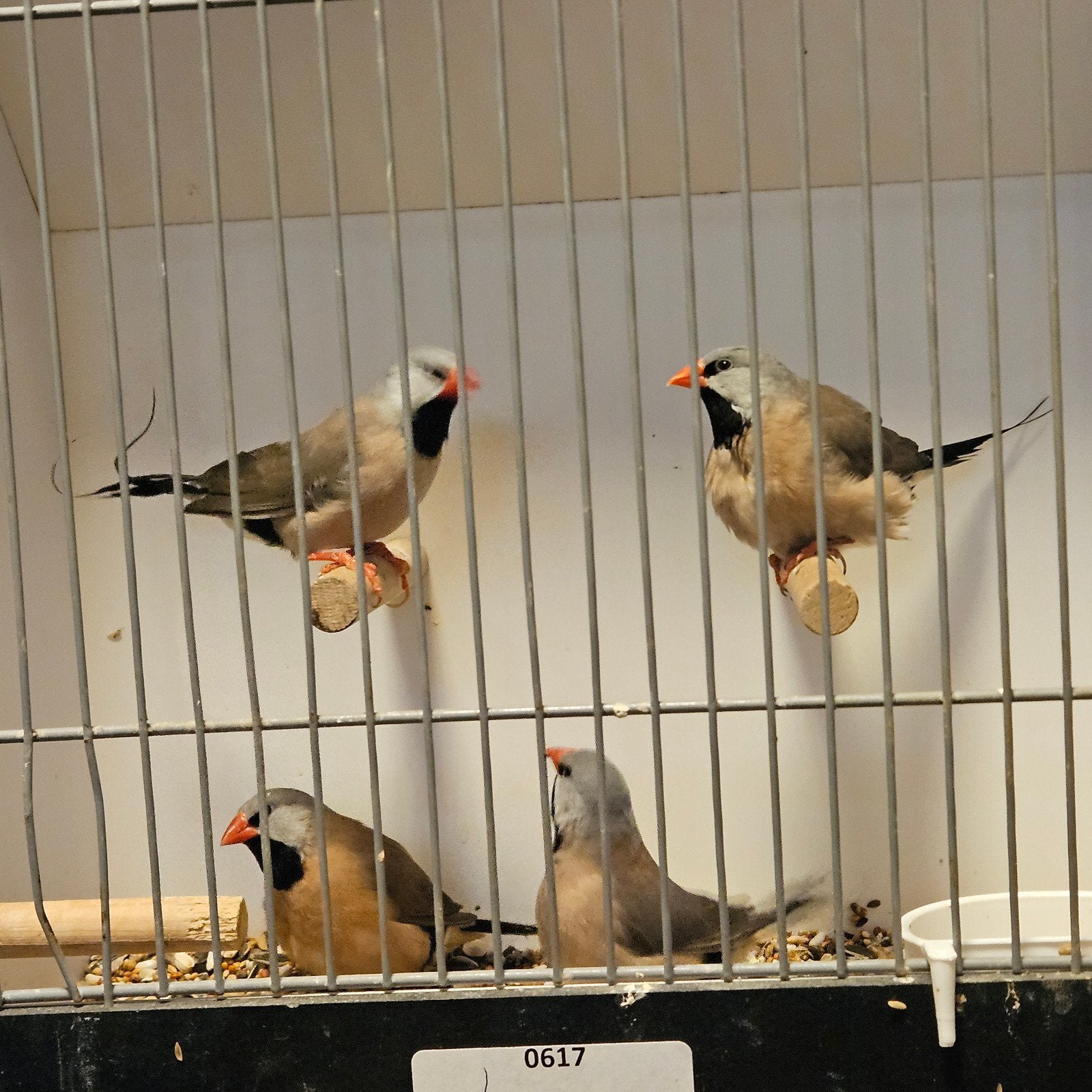2 koppels spitsstaart amadines, Dieren en Toebehoren, Meerdere dieren
