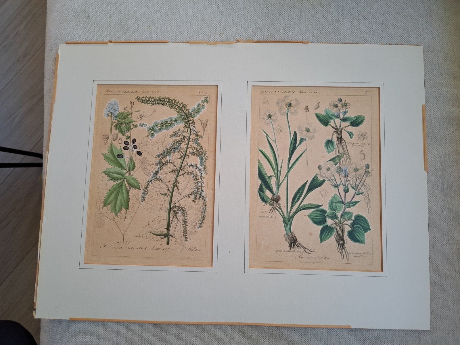 Antieke Botanische Print - Ranunculaceae & Actaeae, Antiek en Kunst, Ophalen of Verzenden, Print, Prent, Ingelijst