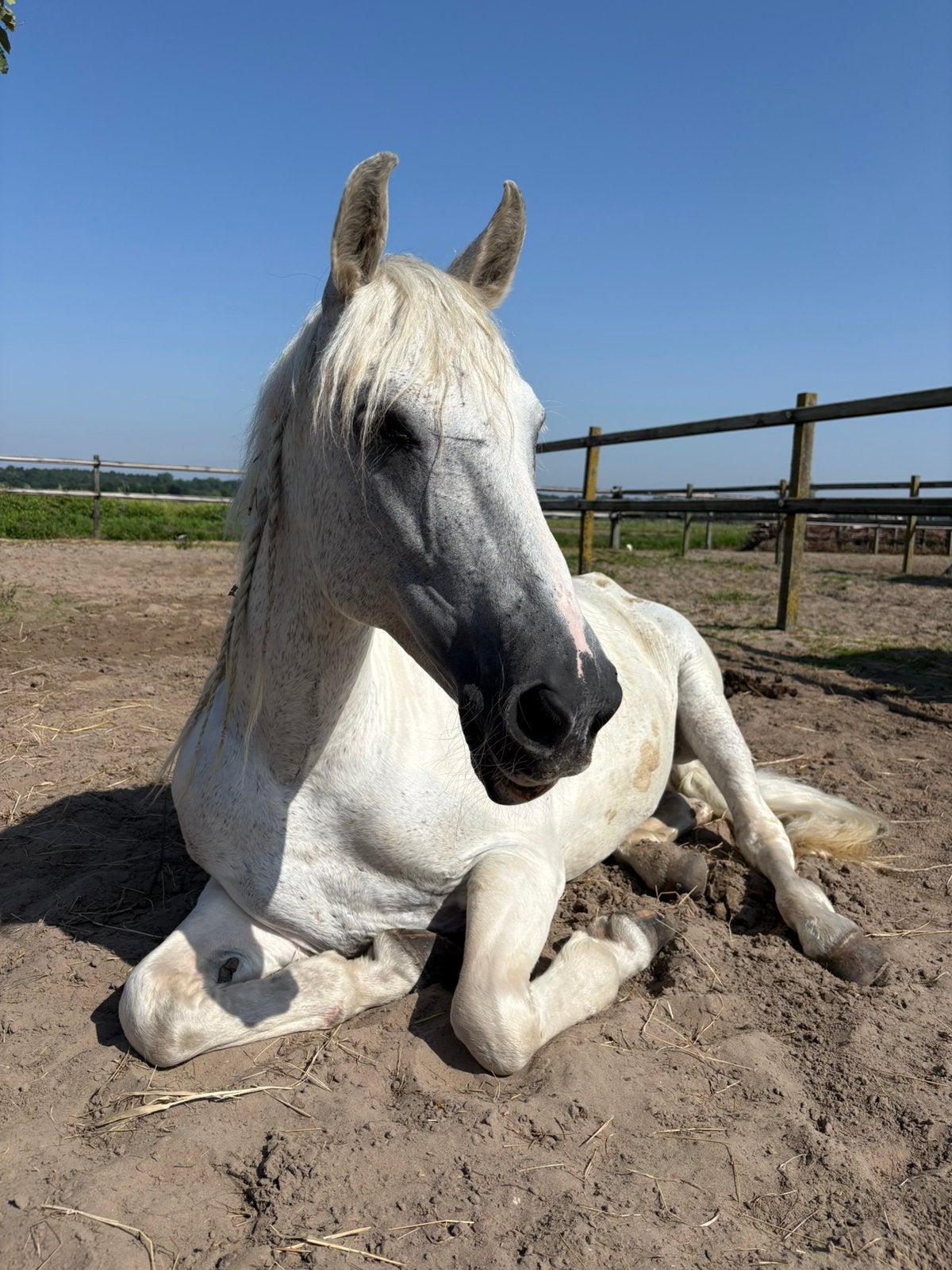Dringend stalling gezocht – omgeving Bollenstreek