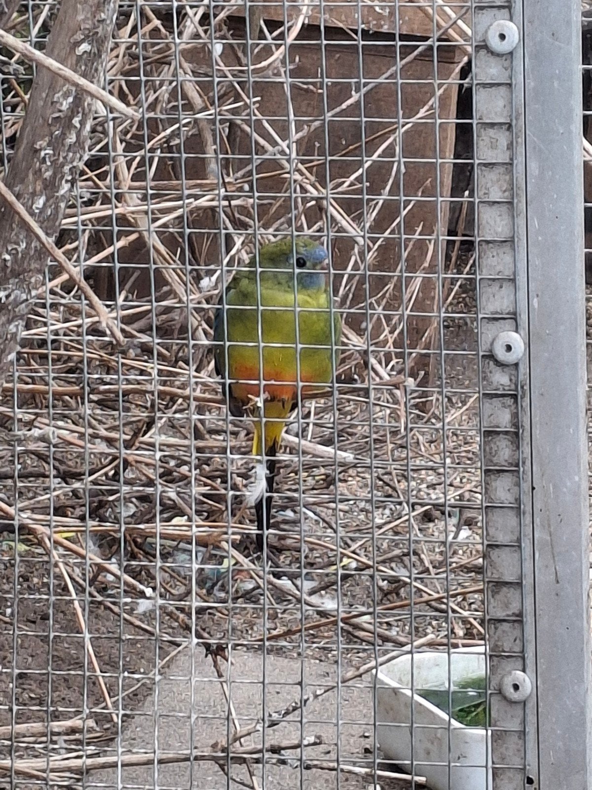 Te Koop Turquoisine parkiet, Meerdere dieren, Parkiet