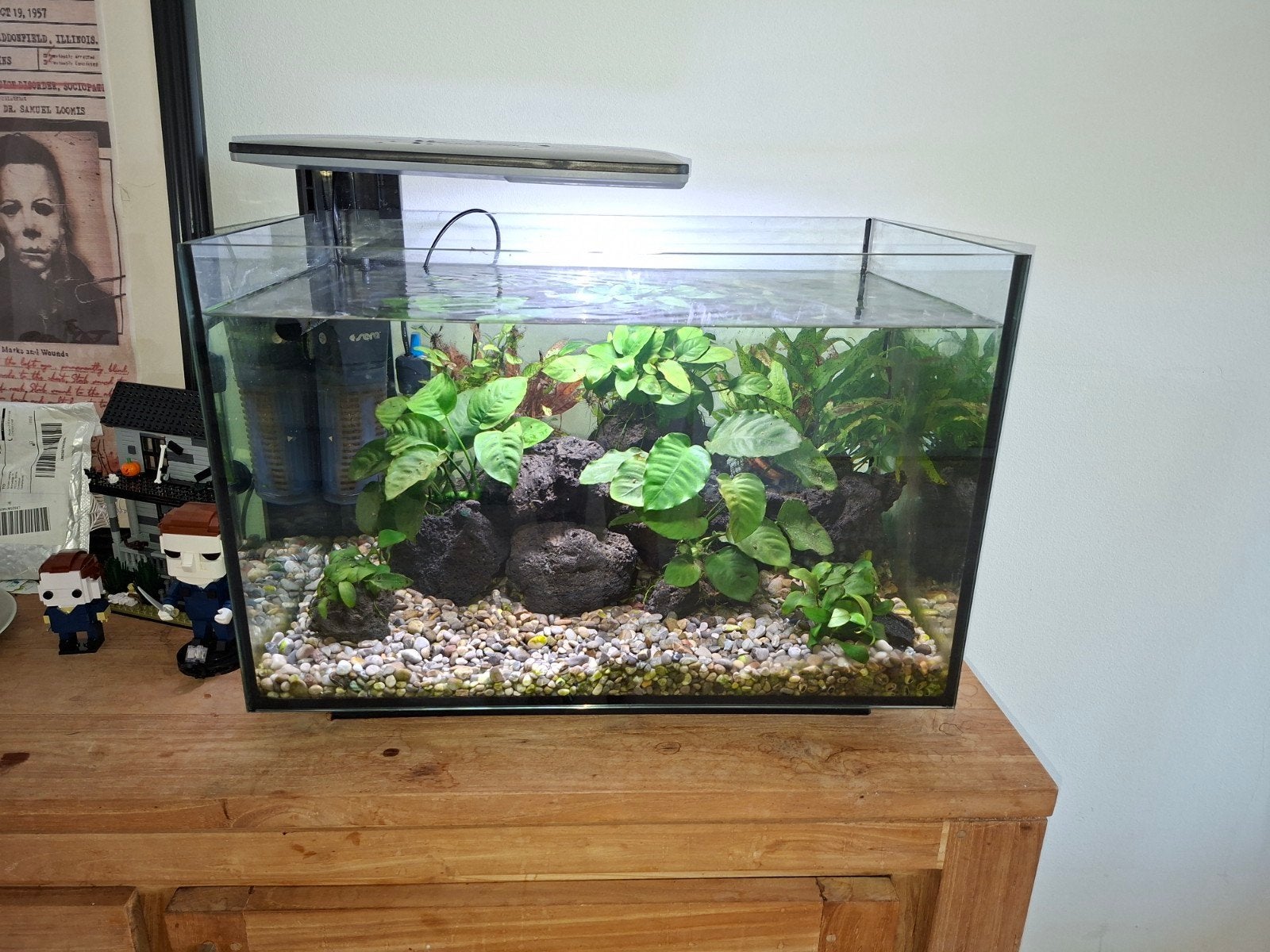 Super fish Quadro 70 aquarium, Ophalen, Plant(en), Steen of Hout