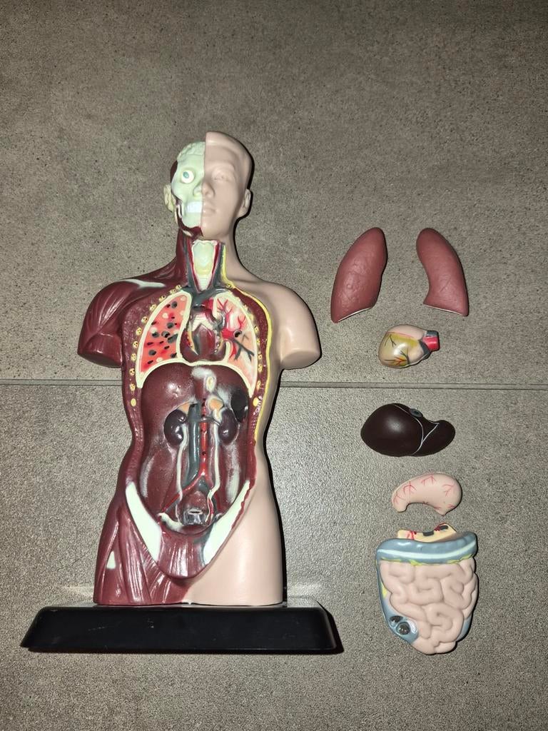 Anatomisch model menselijk torso met organen, Ophalen of Verzenden, Zo goed als nieuw, Groter dan 1:35, Figuur of Figuren
