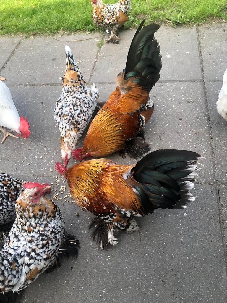 Sabelpootkriel 2 haantjes, Dieren en Toebehoren, Pluimvee, Mannelijk, Kip