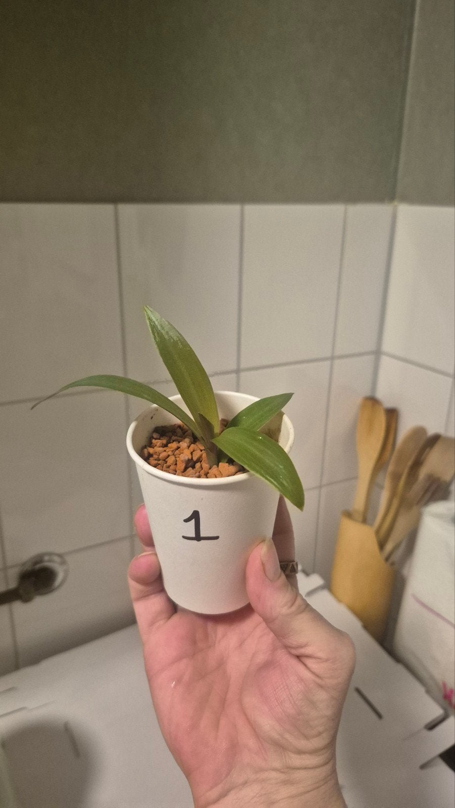 tradescantia spathacea dwarf, Ophalen of Verzenden