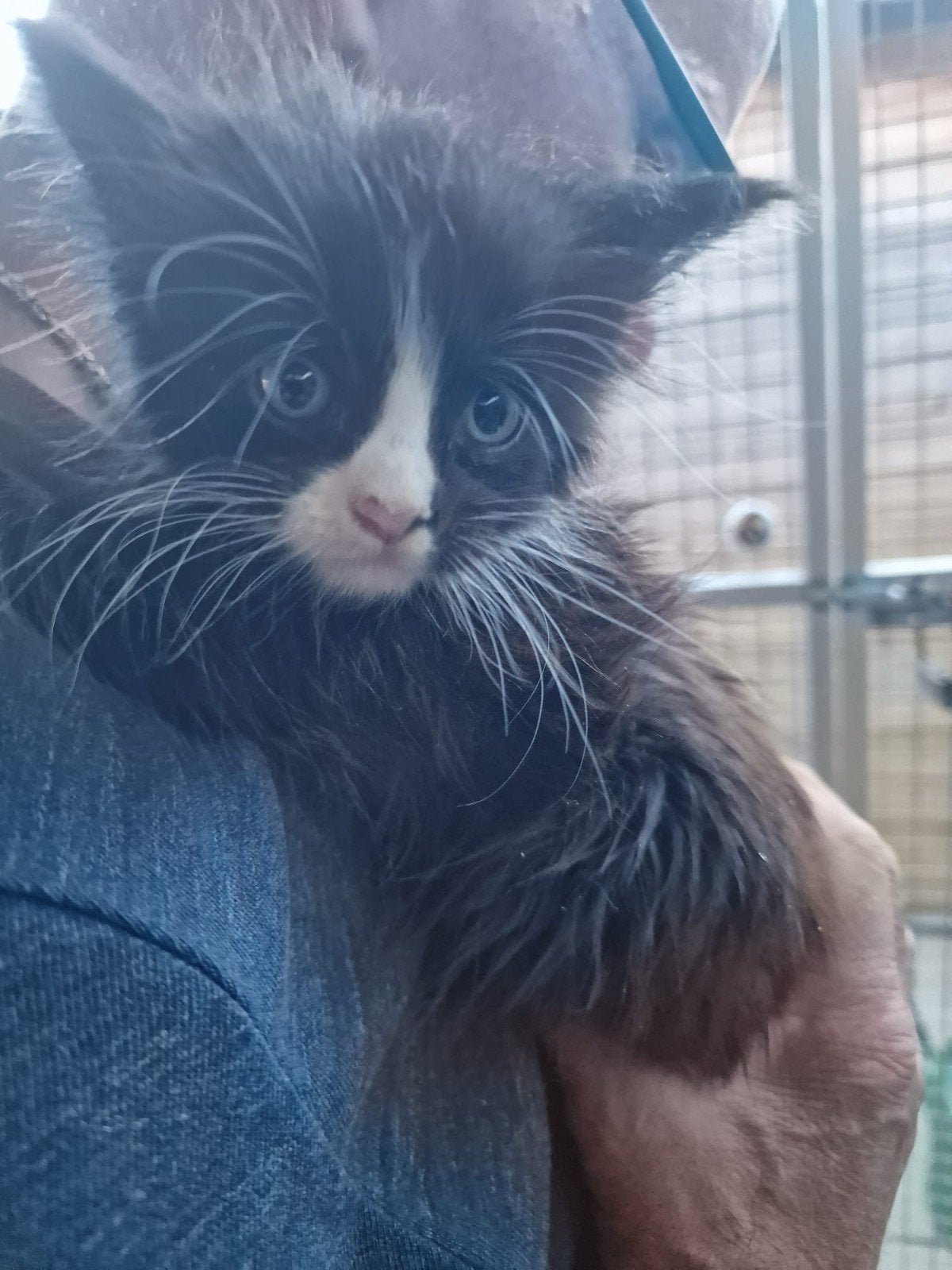 Te koop mooie Maine Coon katertjes., Kater, Ontwormd