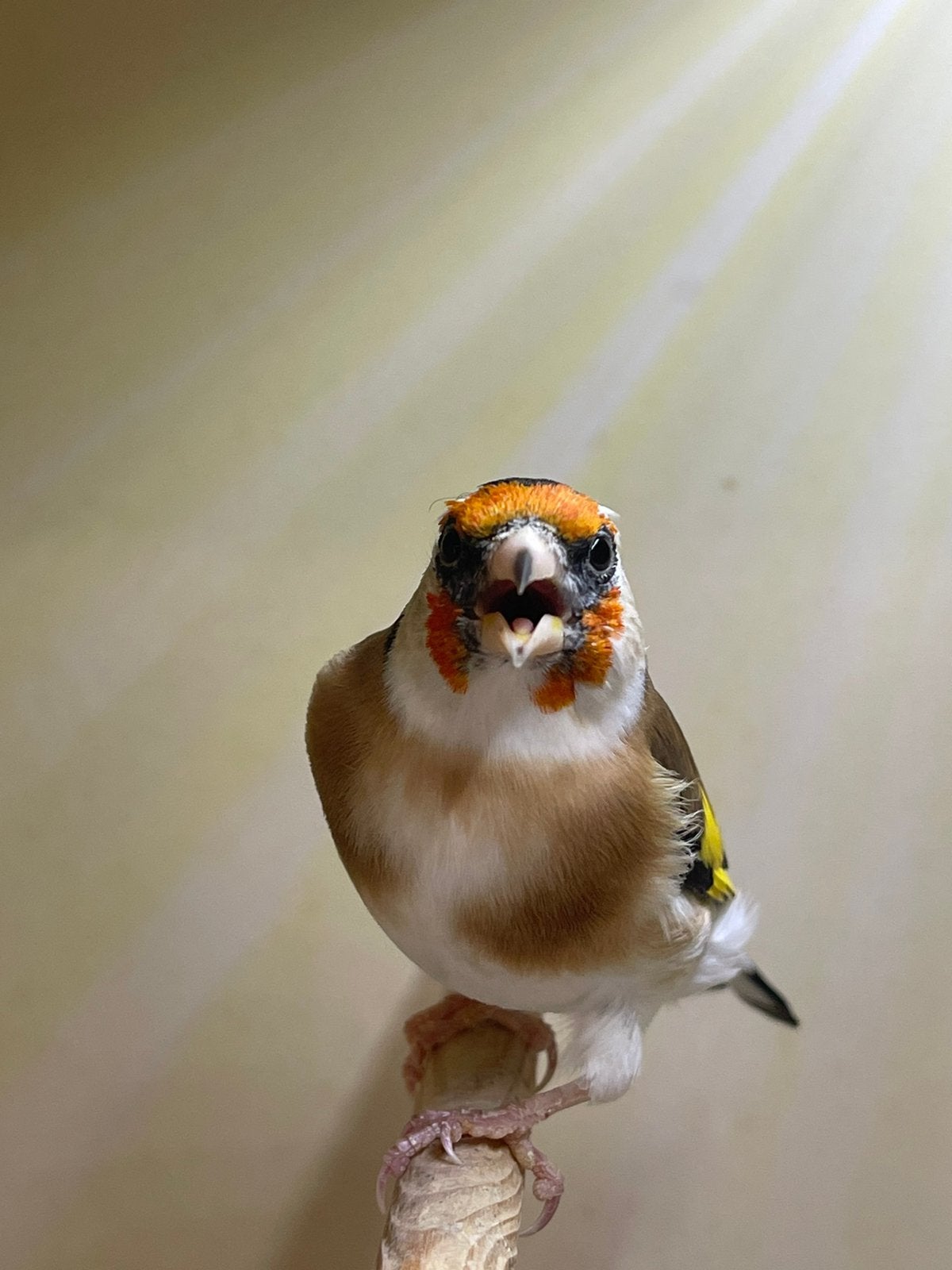 te koop mooie Majoor Putters  man 26, Dieren en Toebehoren, Mannelijk, Wildzangvogel, Geringd