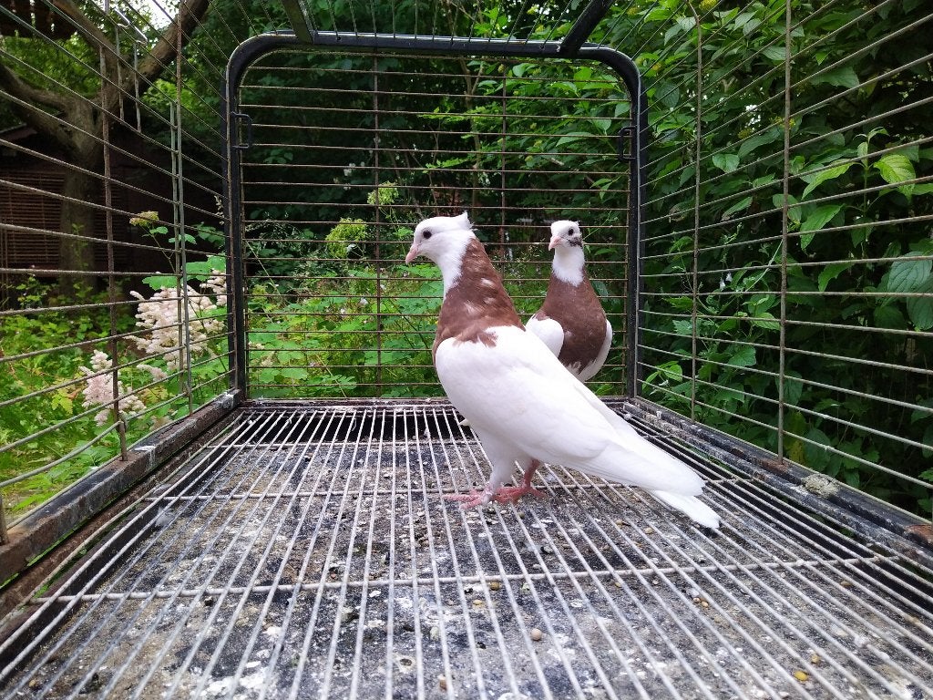 8-Perzische/Iraanse hoogvliegers  duiven (Toghi ), Dieren en Toebehoren, Vogels | Duiven, Meerdere dieren, Tuimelaar of Roller