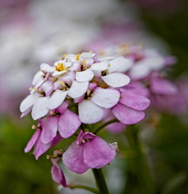 Zaden Scheefbloem gemengd - Iberis Umbellata, Verzenden, Voorjaar, Volle zon, Zaad