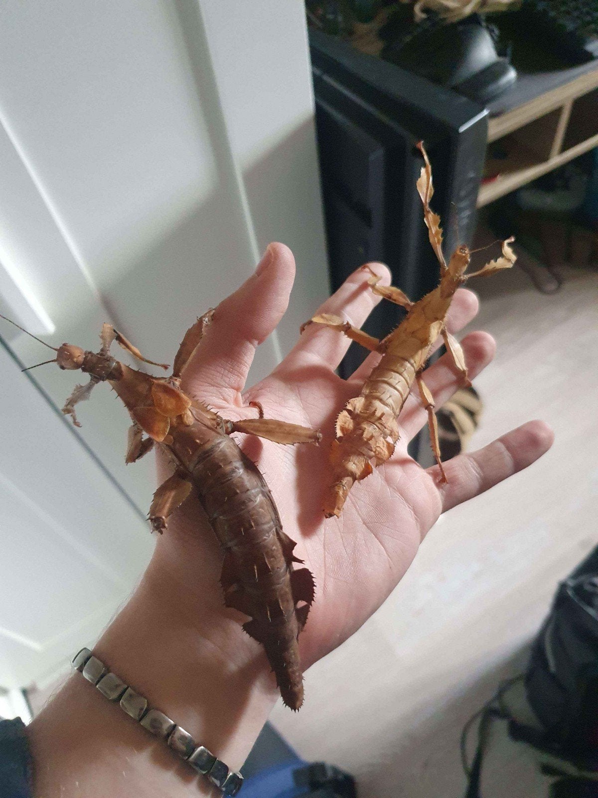 Australische Flappentak - Extatosoma Tiaratum, Wandelende tak
