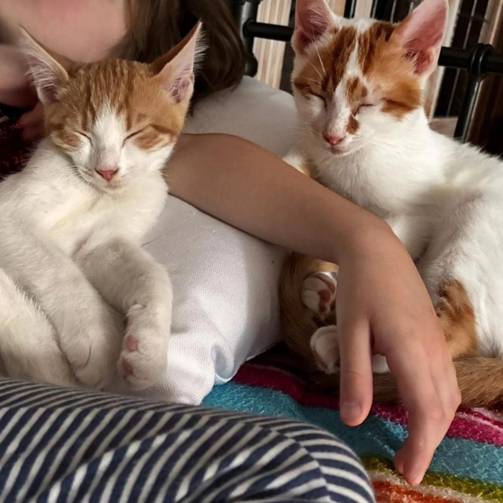 Twee Lieve Broers Zoeken Een Thuis Voor Altijd, Meerdere dieren, Kortharig, 0 tot 2 jaar