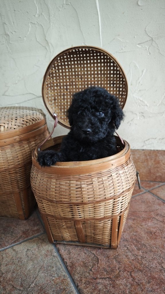 Prachtige, sociale, lieve koningspoedel pups, Dieren en Toebehoren, Honden | Retrievers, Spaniëls en Waterhonden, Parvo, Overige rassen