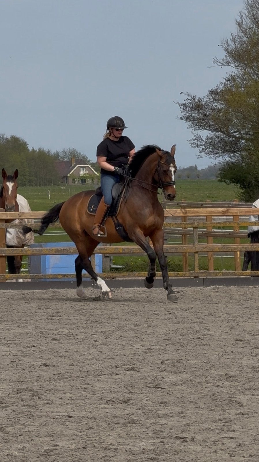 Fijne plek gezocht voor recreatiepaard, Merrie, ZZ, Met stamboom, 11 jaar of ouder