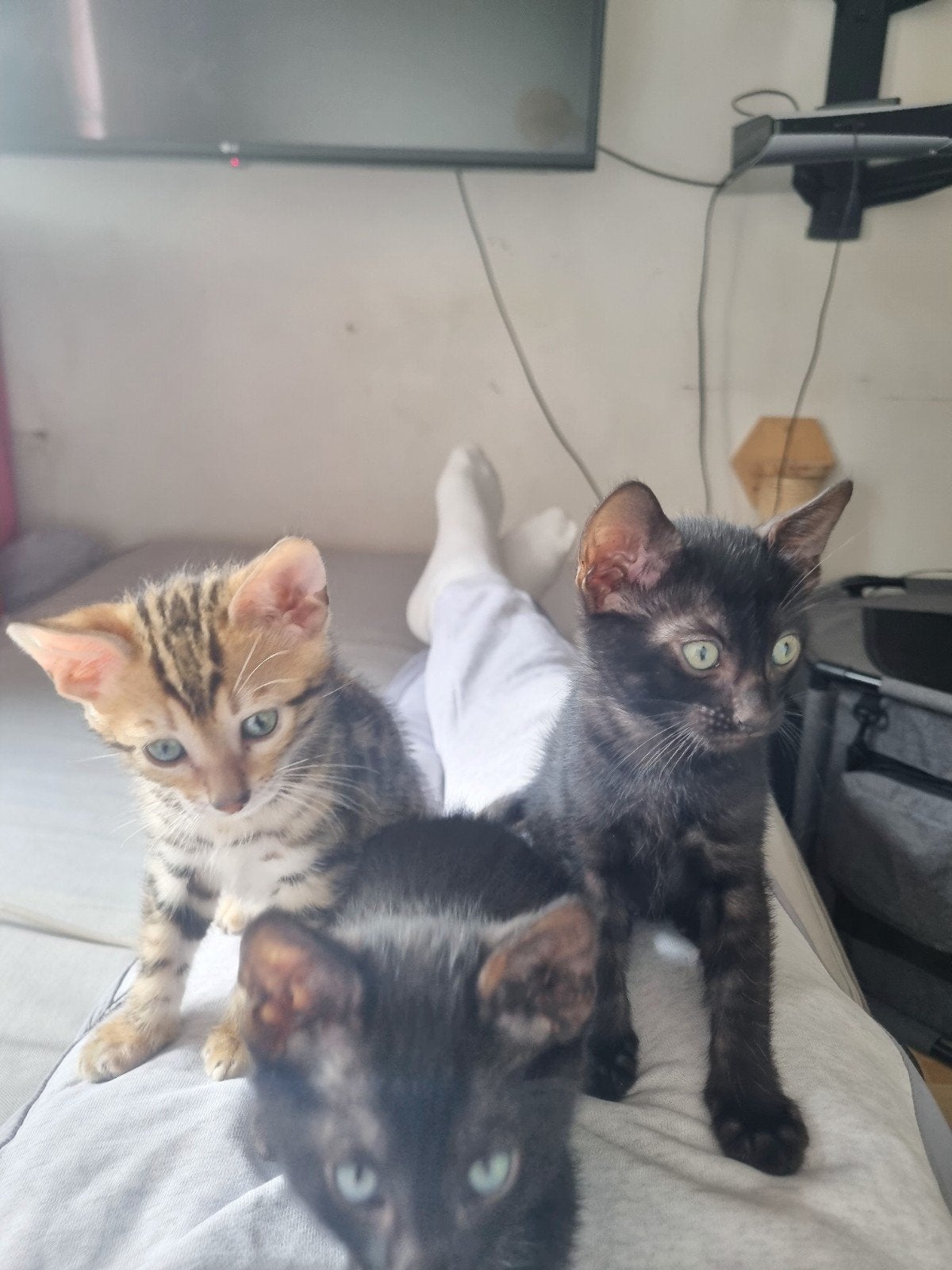 bengaalse kittens, Dieren en Toebehoren, Kater, Ontwormd, 0 tot 2 jaar