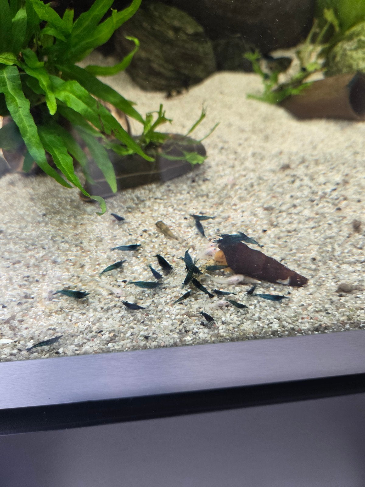 garnalen blauwe, Kreeft, Krab of Garnaal