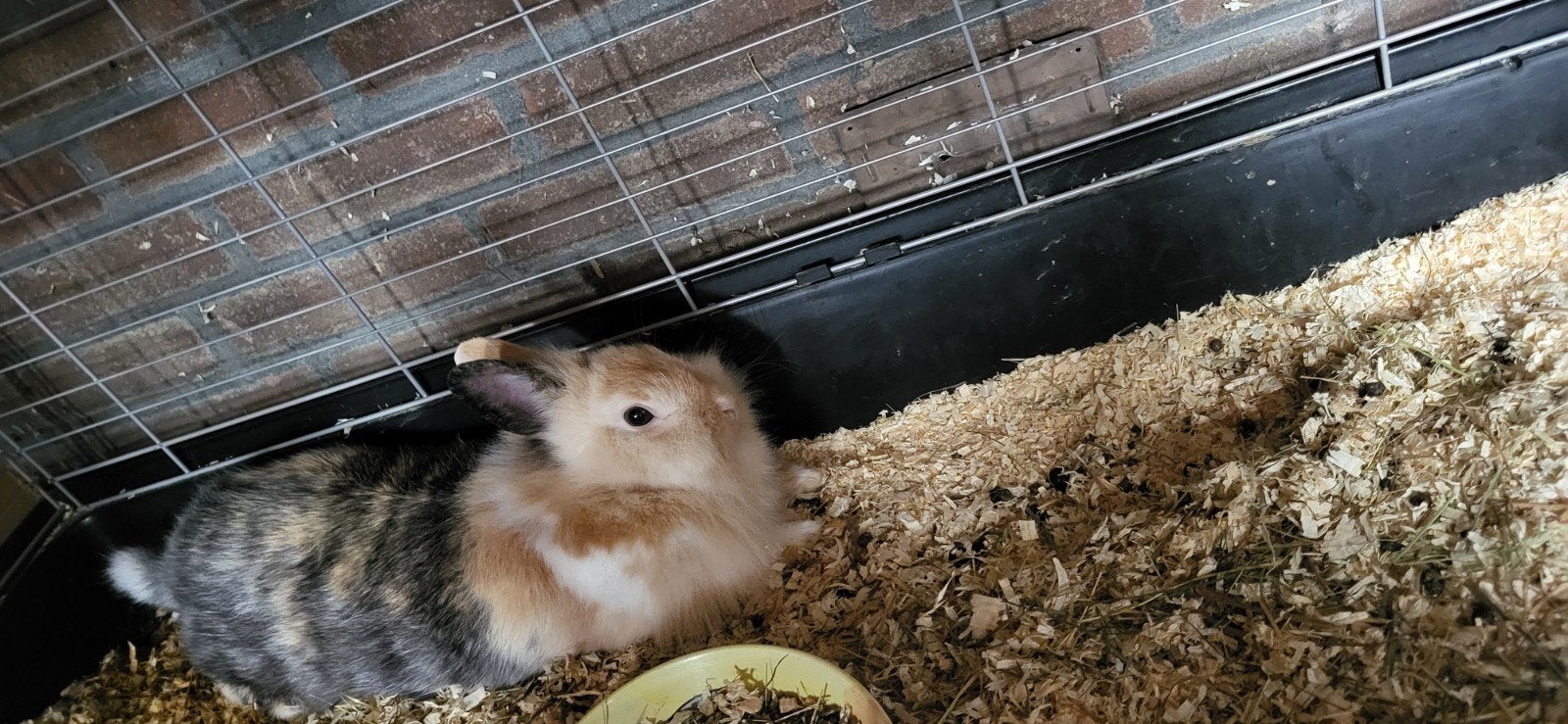 konijn, Dieren en Toebehoren, Konijnen, Vrouwelijk, Middelgroot, 0 tot 2 jaar