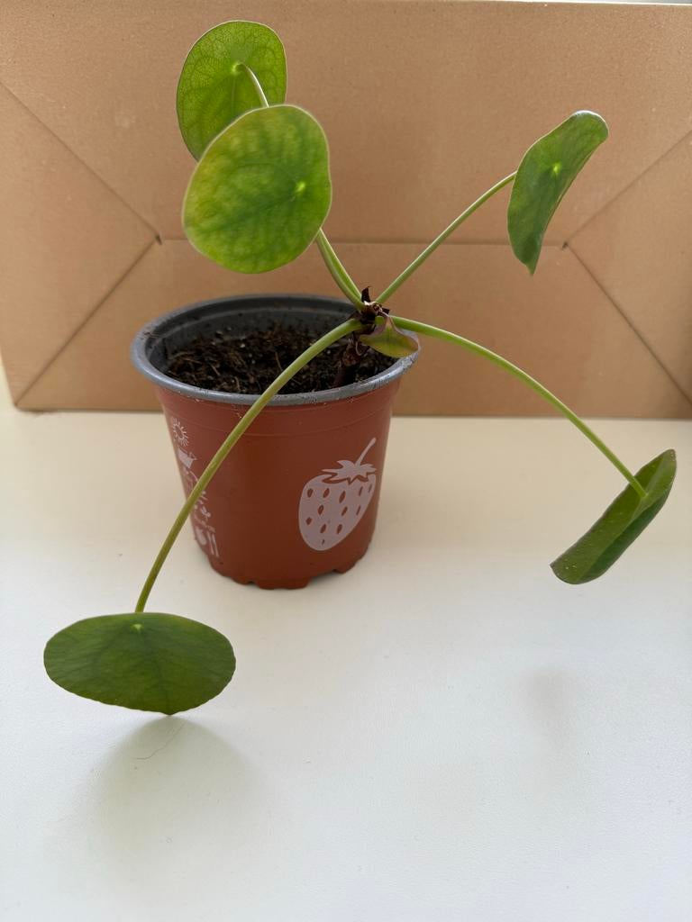 Pannenkoekplantje / pannekoekplant, Vaste plant, Bloeit niet, Halfschaduw, Ophalen