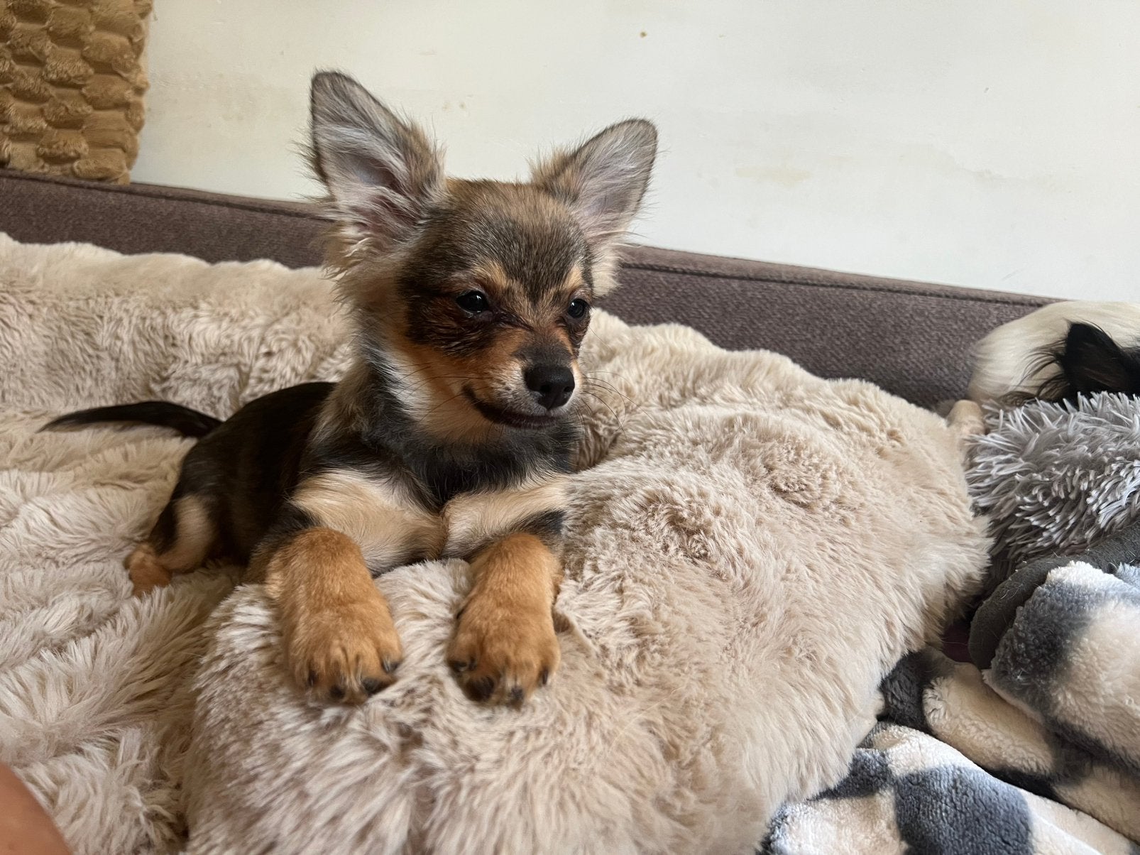 Pomchi reu., Dieren en Toebehoren, Honden | Chihuahua's en Gezelschapshonden, Parvo, 15 weken tot 1 jaar, Eén hond, Nederland