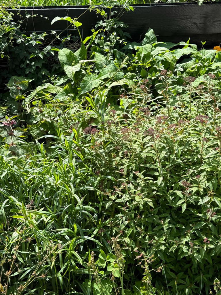 Gratis planten uit tuin ophalen en zelf uitgraven, Vaste plant, Halfschaduw, Zomer, Ophalen