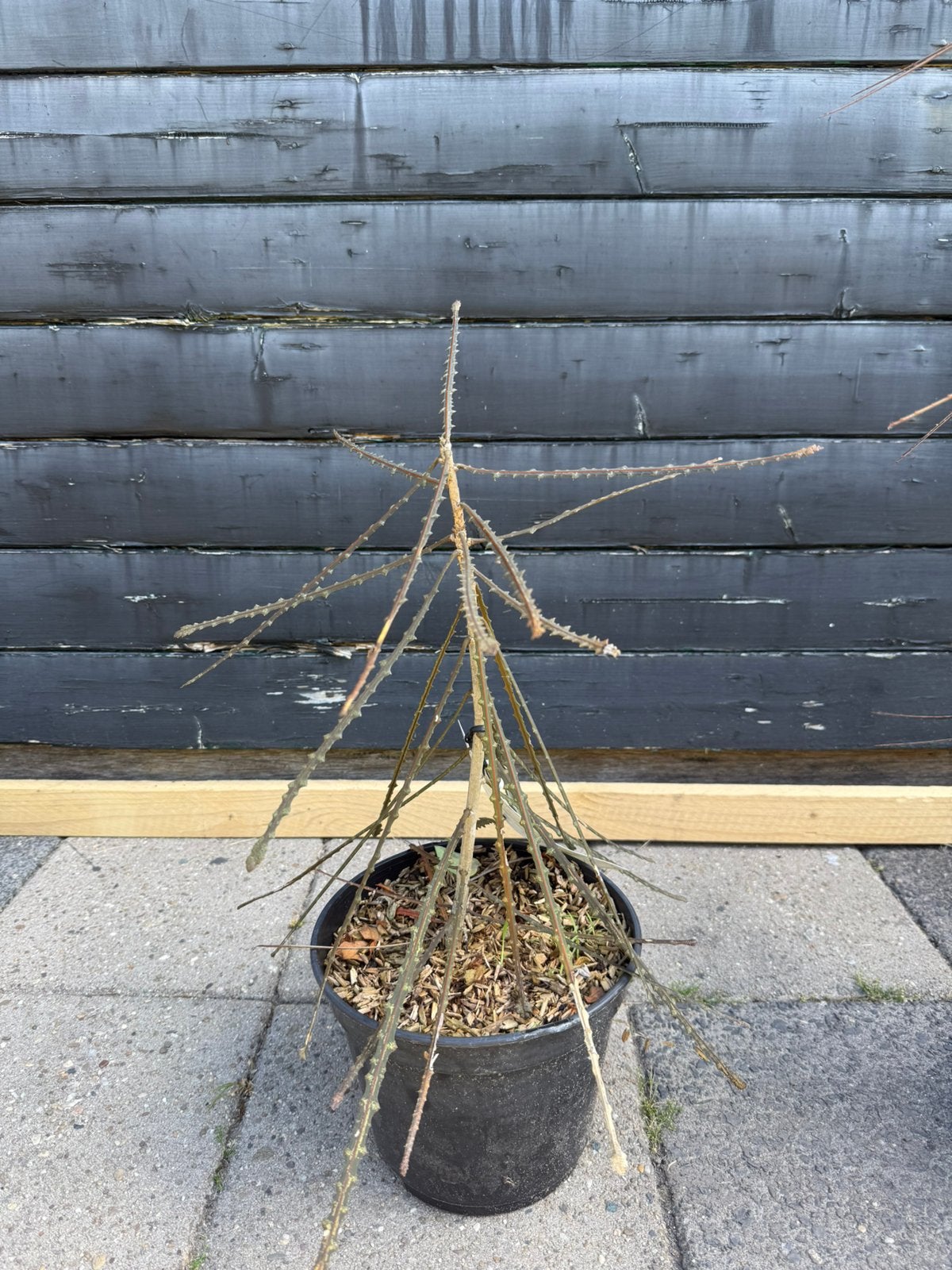 Pseudopanax Ferox, Ophalen of Verzenden, Overige soorten, Volle zon