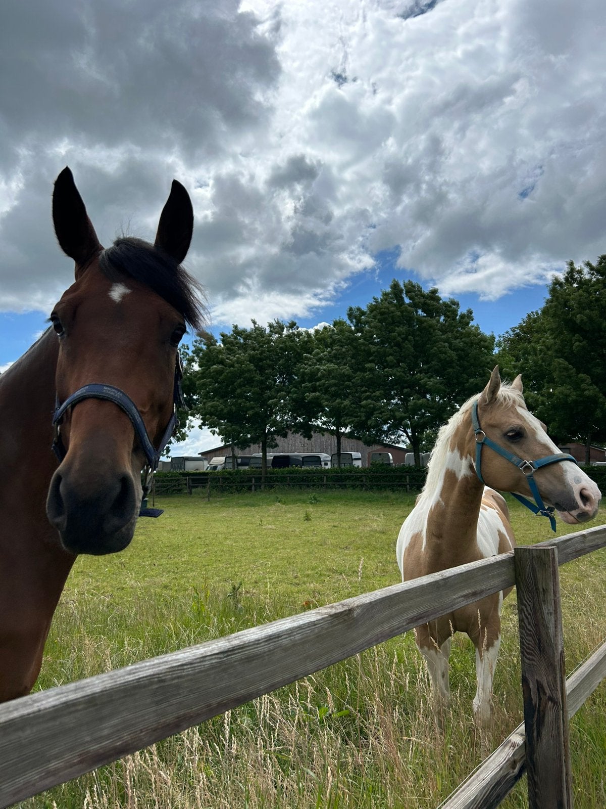 GEZOCHT: GRATIS PAARDENSPULLEN, Ophalen of Verzenden