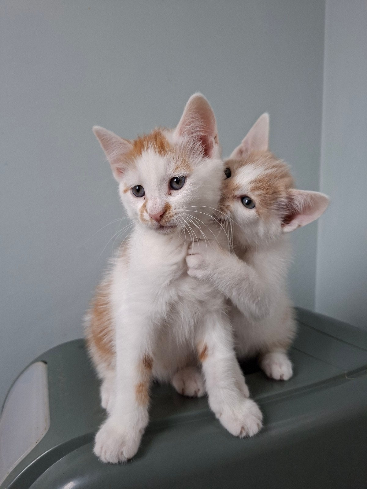 lieve rood, witte, grijze kittens, Dieren en Toebehoren, Meerdere dieren, Kortharig, 0 tot 2 jaar