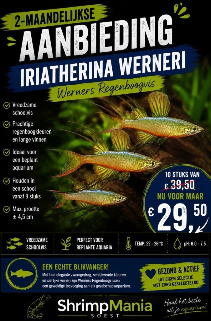 10 stuks Iriatherina werneri – Werners Regenboogvis, Dieren en Toebehoren, Vissen | Aquariumvissen, Vis, Zoetwatervis, Schoolvis