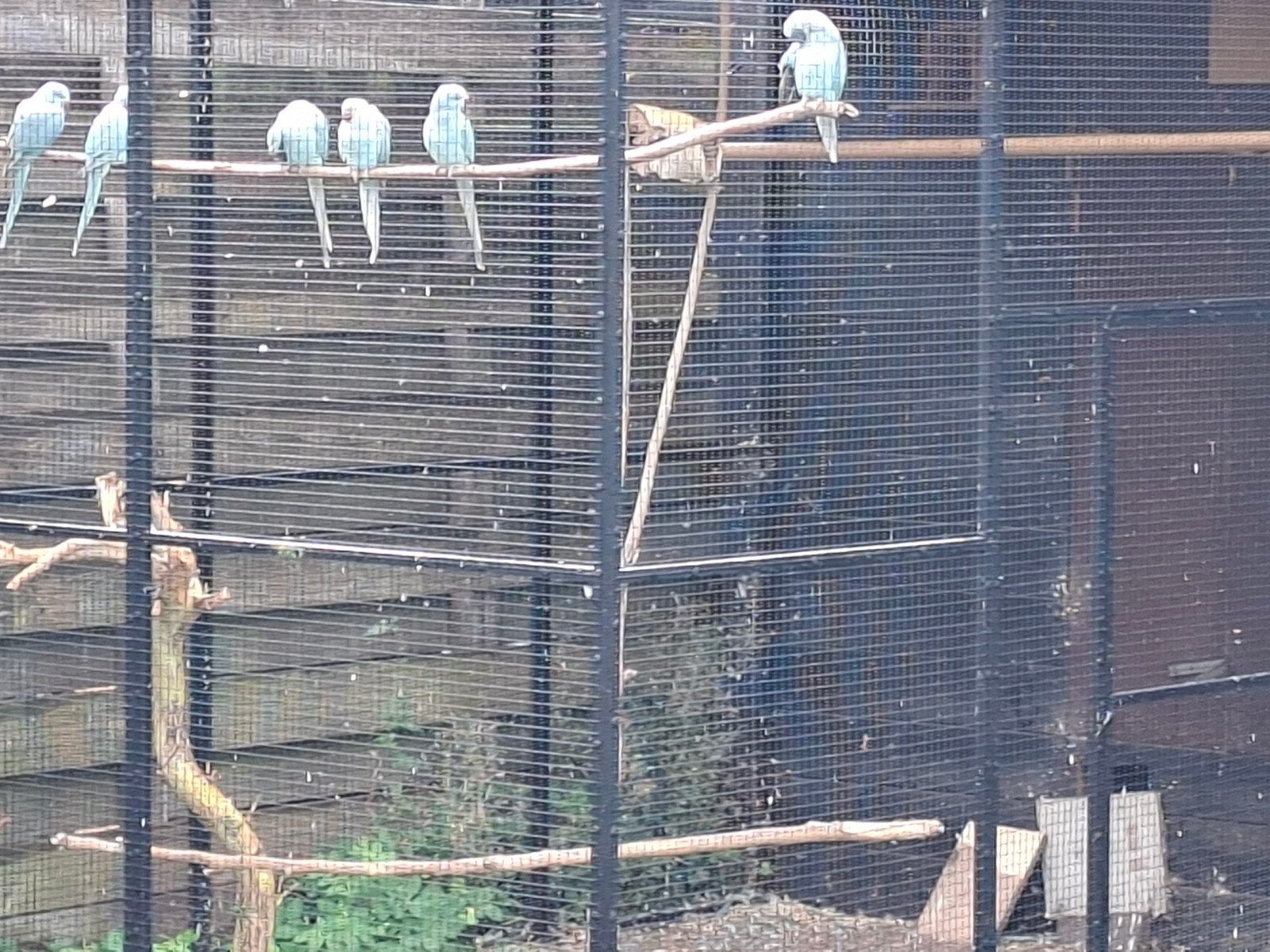 blauwe halsband parkieten, Dieren en Toebehoren, Vogels | Parkieten en Papegaaien, Meerdere dieren, Parkiet