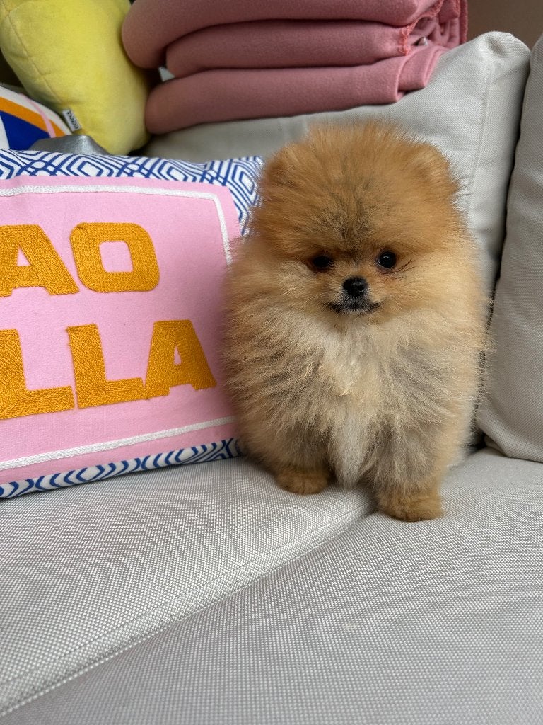 Pomeriaan pup mini, Dieren en Toebehoren, Honden | Poolhonden, Keeshonden en Oertypen, Particulier, Keeshond, Reu, 8 tot 15 weken