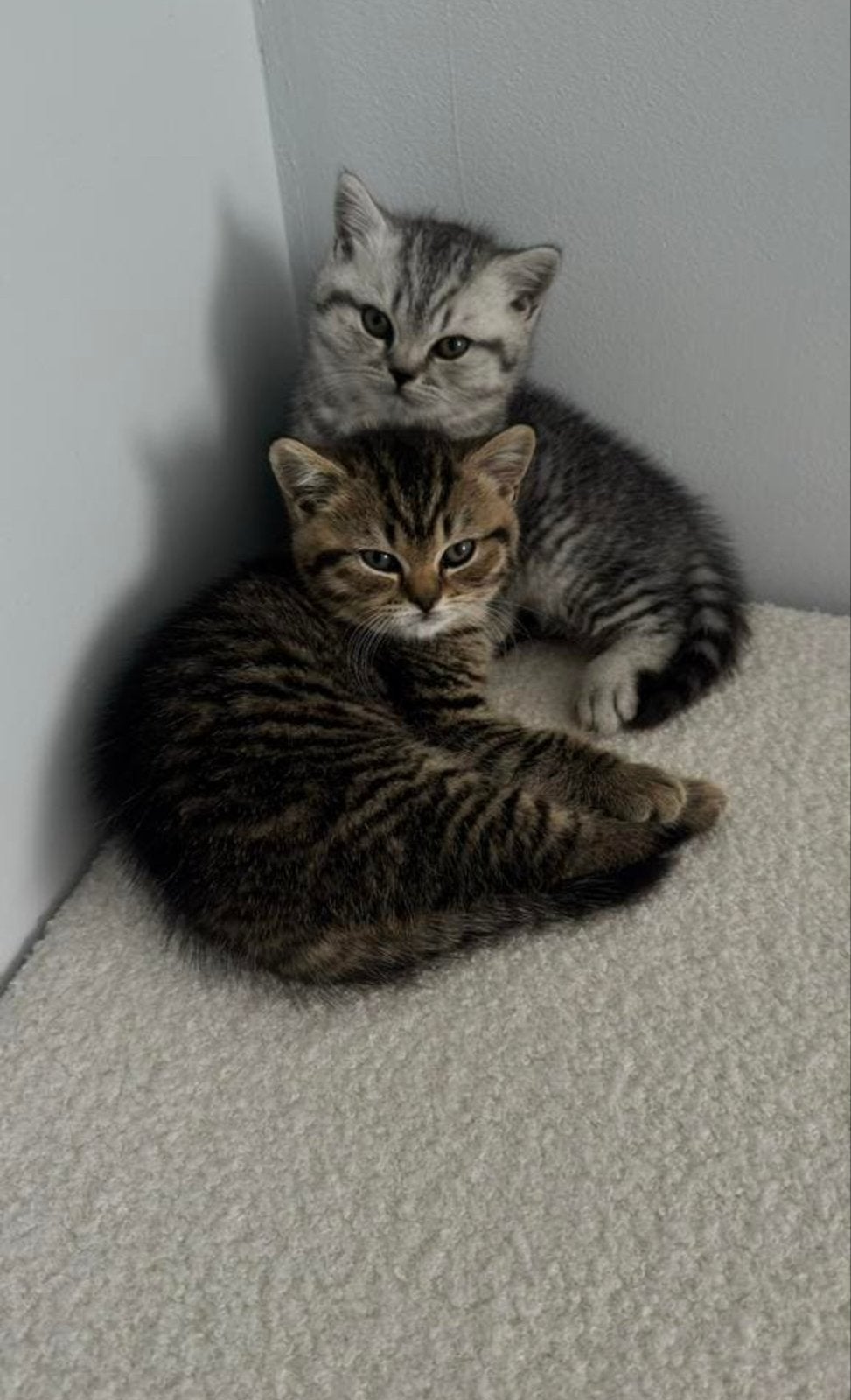 Britse korthaar / kater & kitten. Te koop, Dieren en Toebehoren, Katten en Kittens | Raskatten | Korthaar, Meerdere dieren, 0 tot 2 jaar