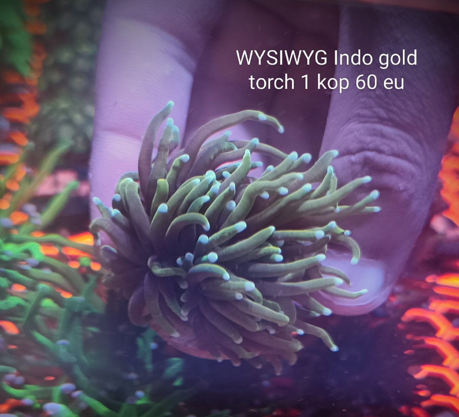 WYSIWYG indo gold torch (euphyllia glabrences), Dieren en Toebehoren, Zoutwatervis
