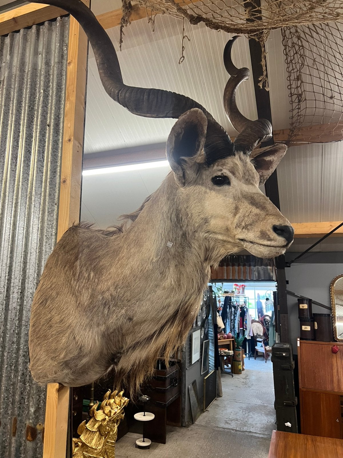 Taxidermie koedoe, Ophalen, Zo goed als nieuw, Beeldje of Figuurtje