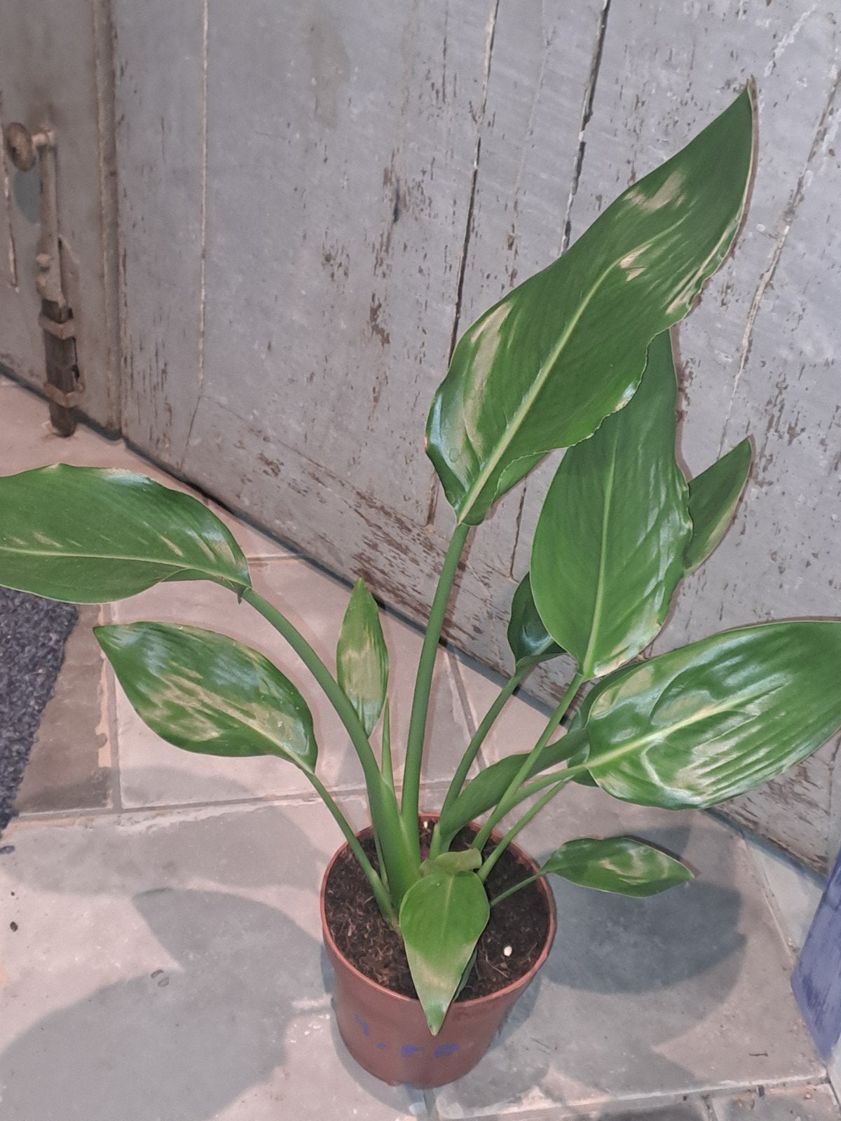 Strelitzia Nicolai, Ophalen of Verzenden, Halfschaduw, Minder dan 100 cm