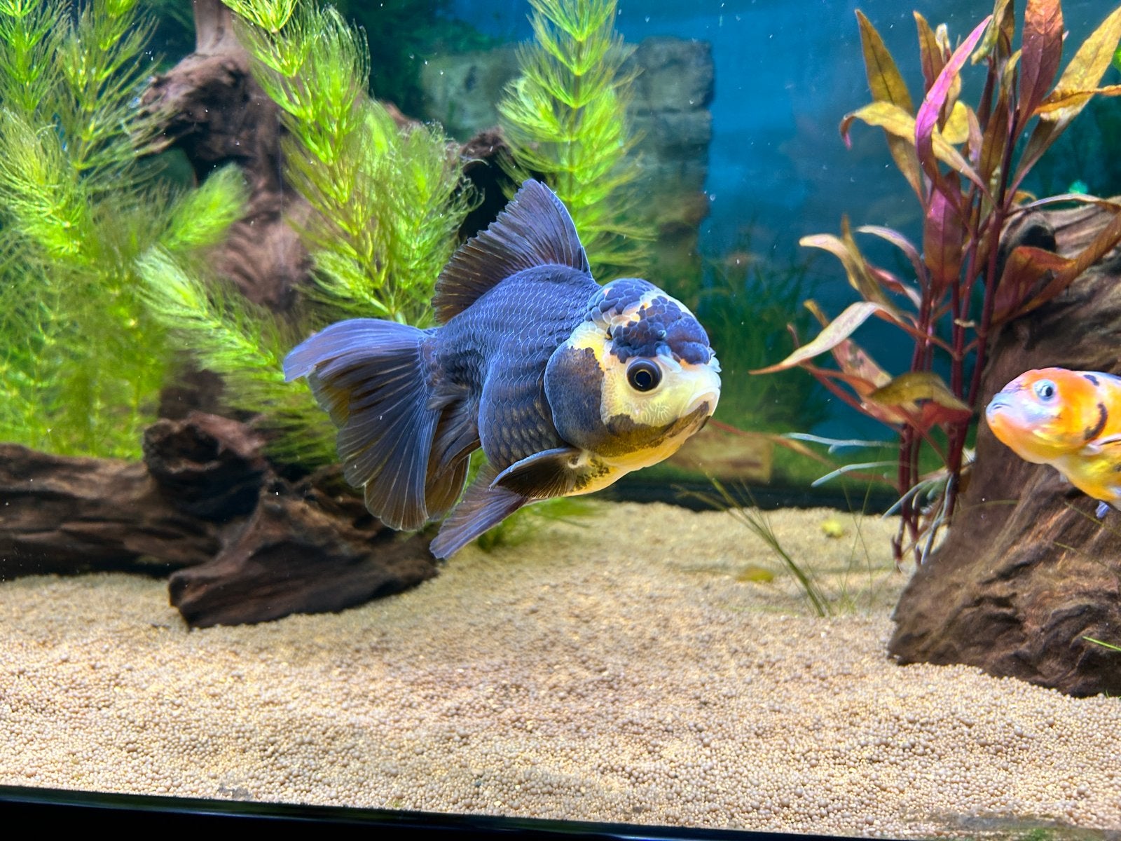 Oranda sluierstaart