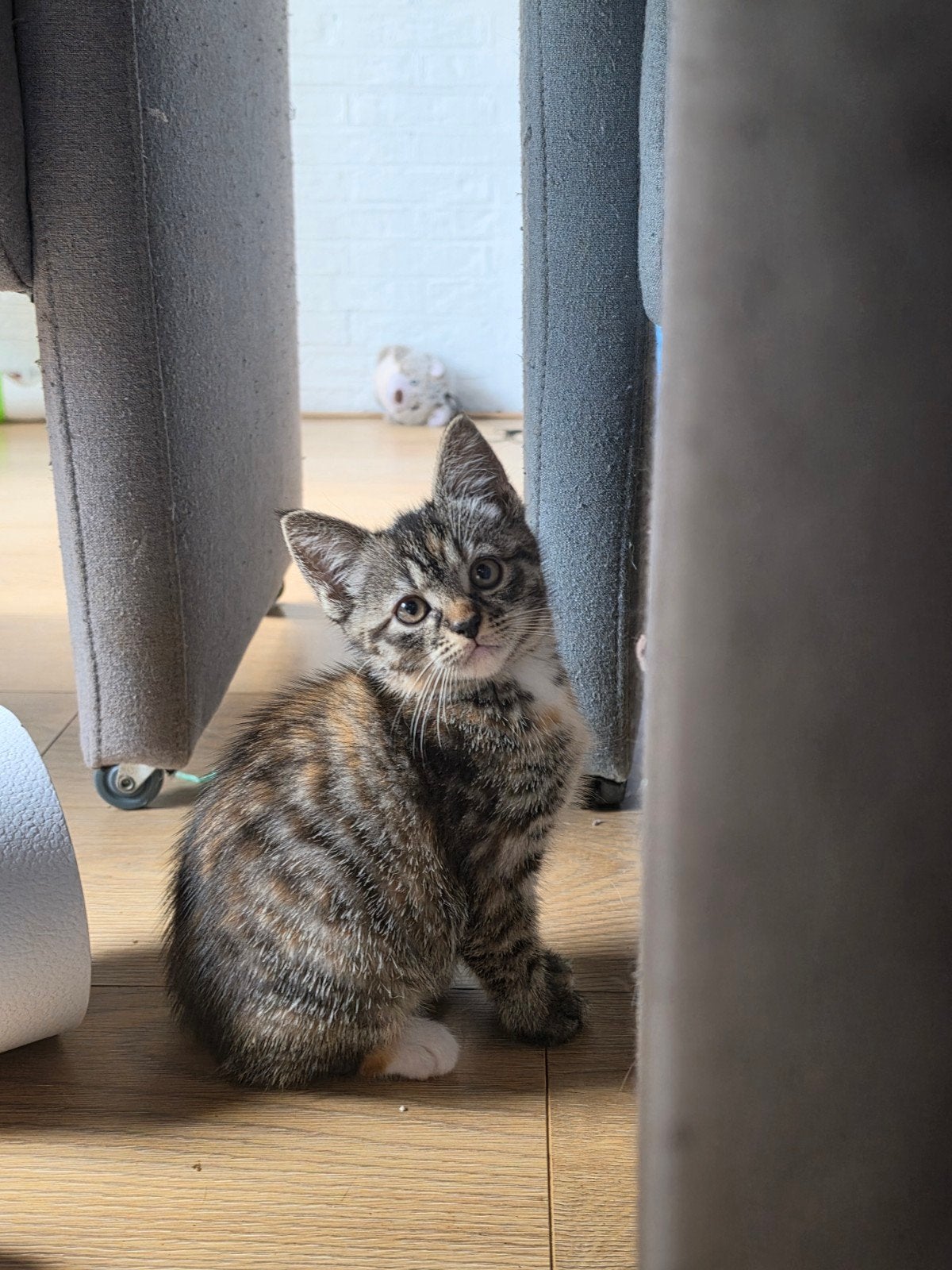 lieve kittens kattenbak zindelijk, Meerdere dieren, Kortharig, 0 tot 2 jaar