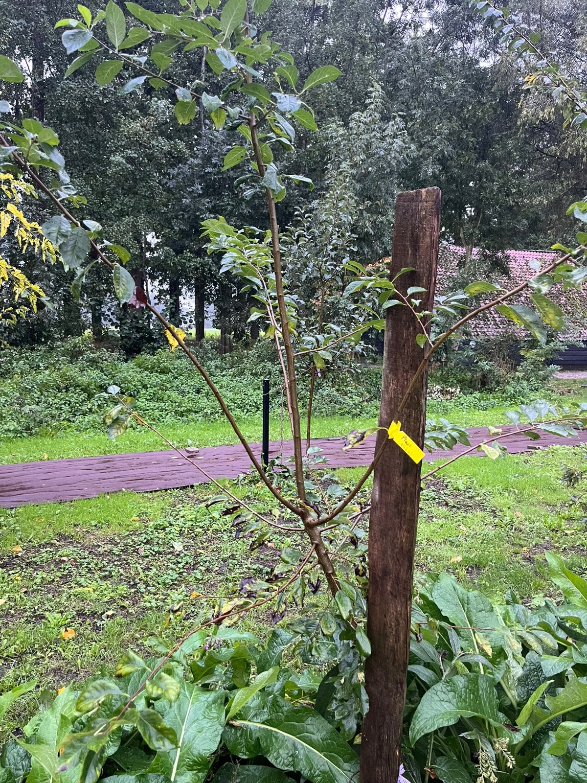 Pluot Globus Abrikoos / Pruim Voedselbos / Permacultuur, Ophalen, Volle zon, Overige soorten