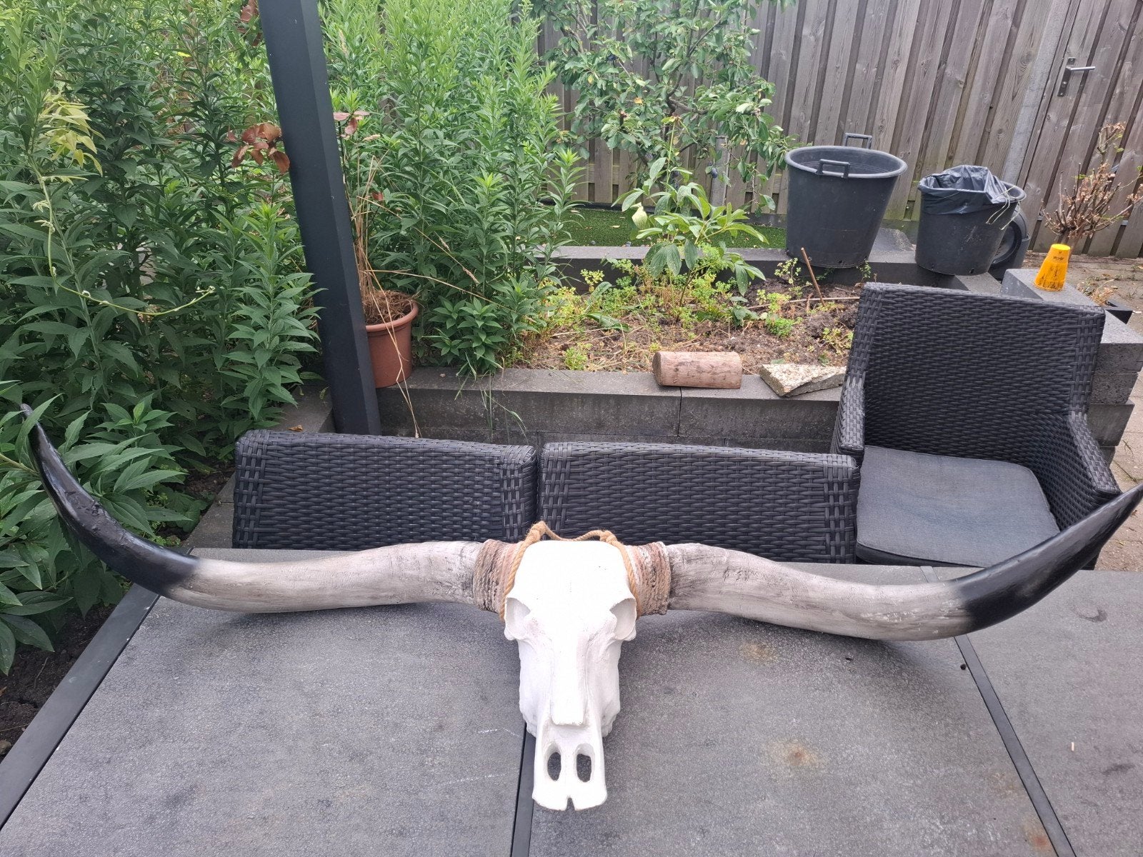 Longhorn schedel, Ophalen of Verzenden