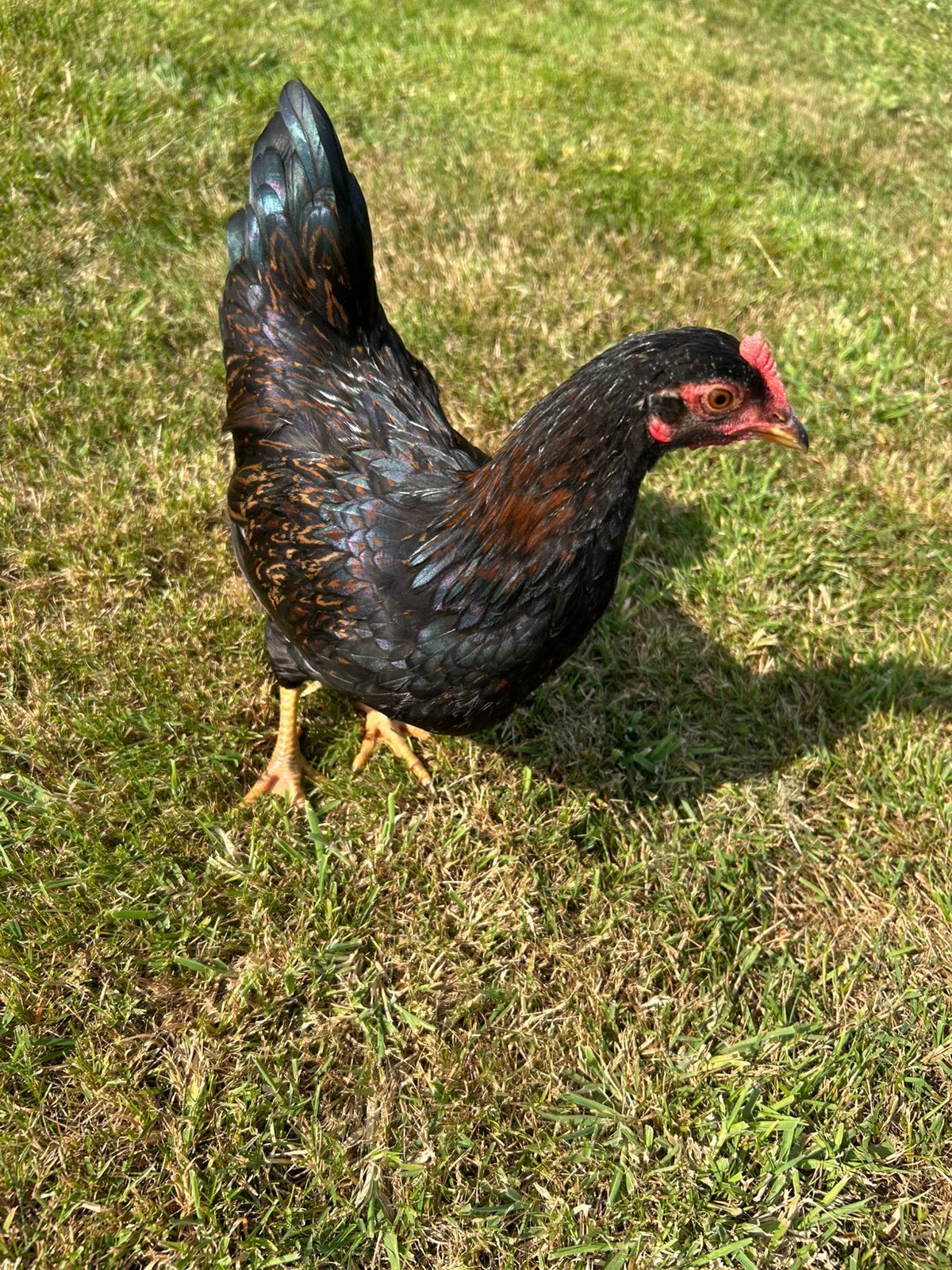 Barnevelder kriel dubbelgezoomde haantjes, Dieren en Toebehoren, Pluimvee, Mannelijk, Kip