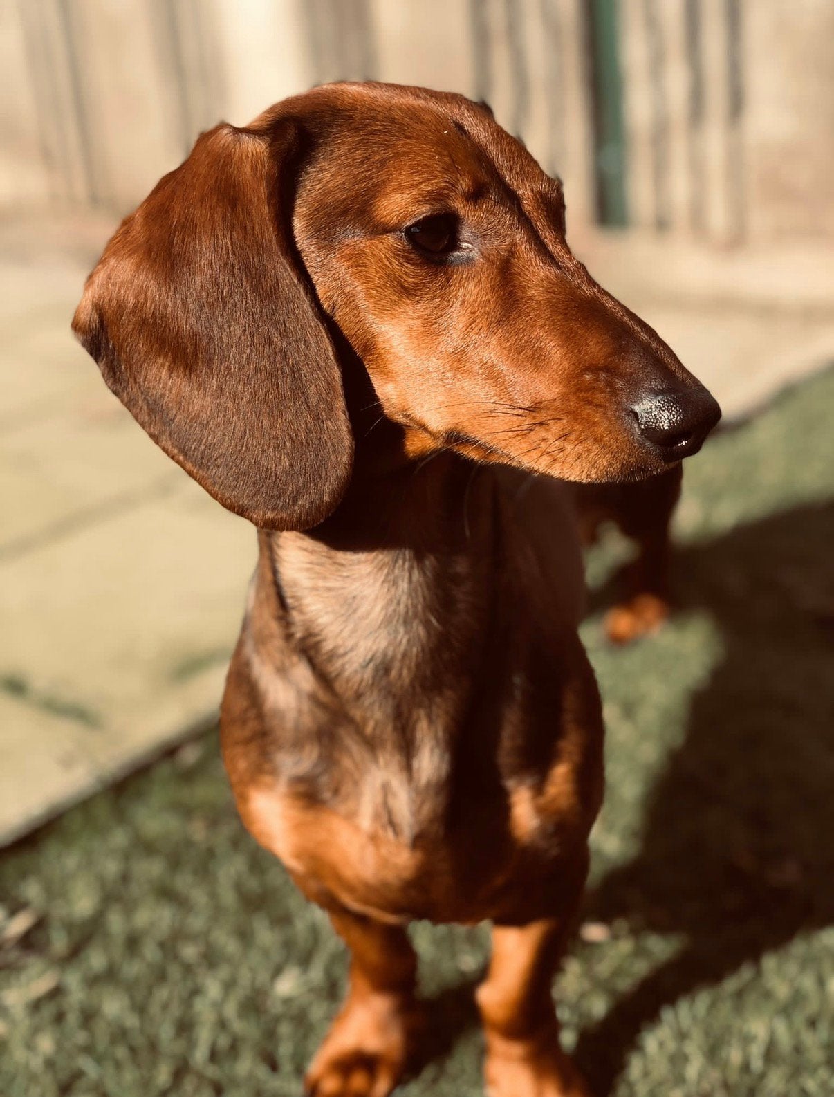 Nest aankodiging teckels pups 3 teefjes, Standaard, 8 tot 15 weken, Korthaar, Teef