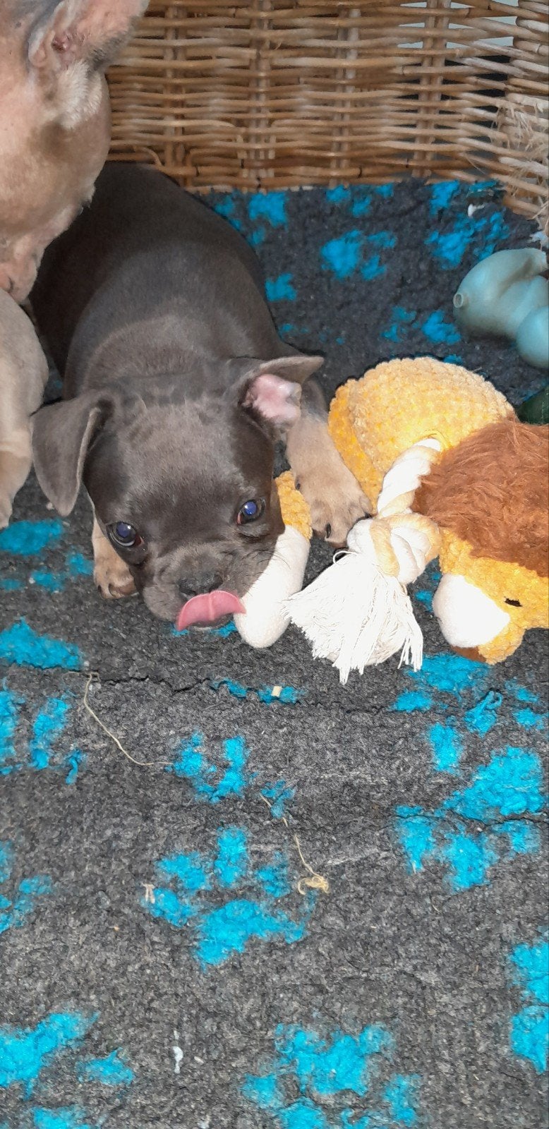 Franse bulldog pups teefjes., Dieren en Toebehoren, CDV (hondenziekte), 8 tot 15 weken, Teef, Bulldog
