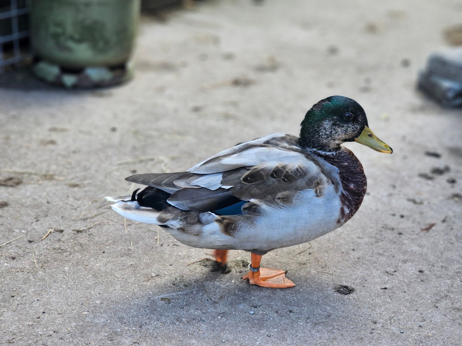 te koop een wild kleur kwaker woerd., Mannelijk