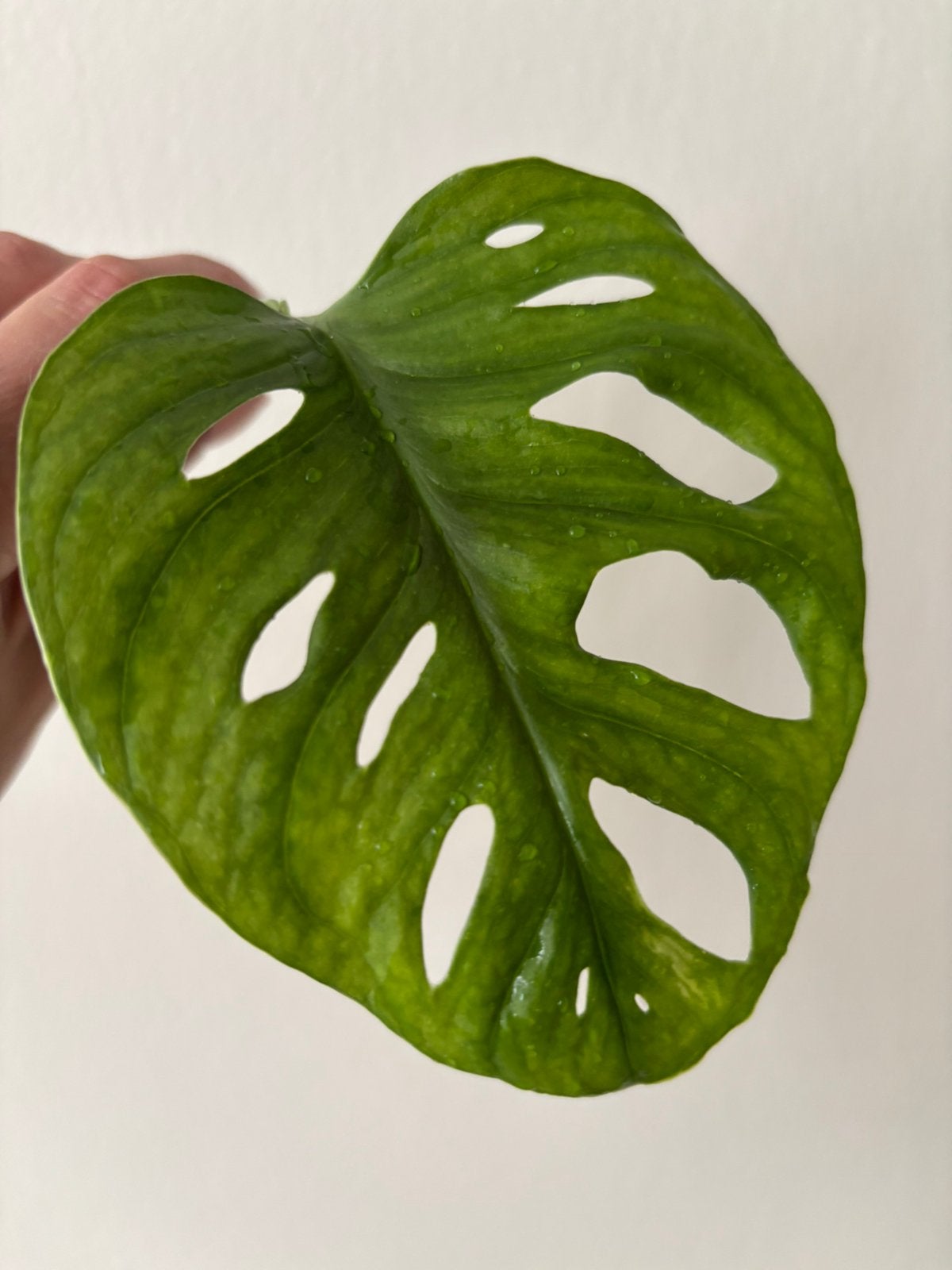 Middenstek Monstera Adansonii (Monkey Mask), Ophalen of Verzenden, Halfschaduw, Minder dan 100 cm