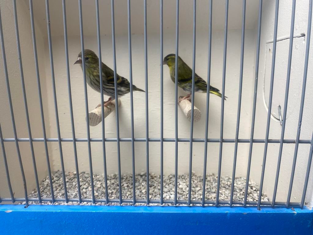 koppel Europese Sijzen, Dieren en Toebehoren, Meerdere dieren, Wildzangvogel