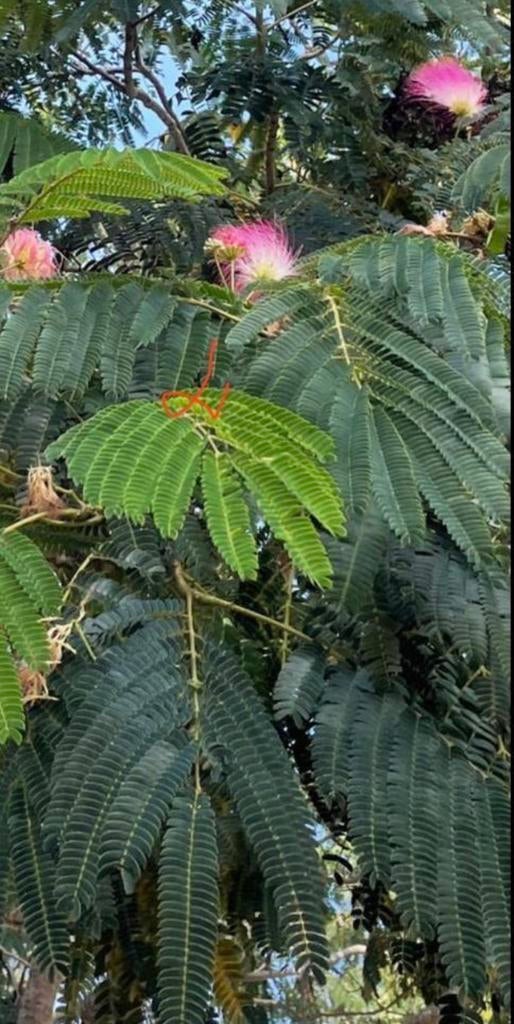 Slaapboompjes Albizia diverse maten en zaden te koop, Overige soorten, Ophalen of Verzenden, In pot, Minder dan 100 cm
