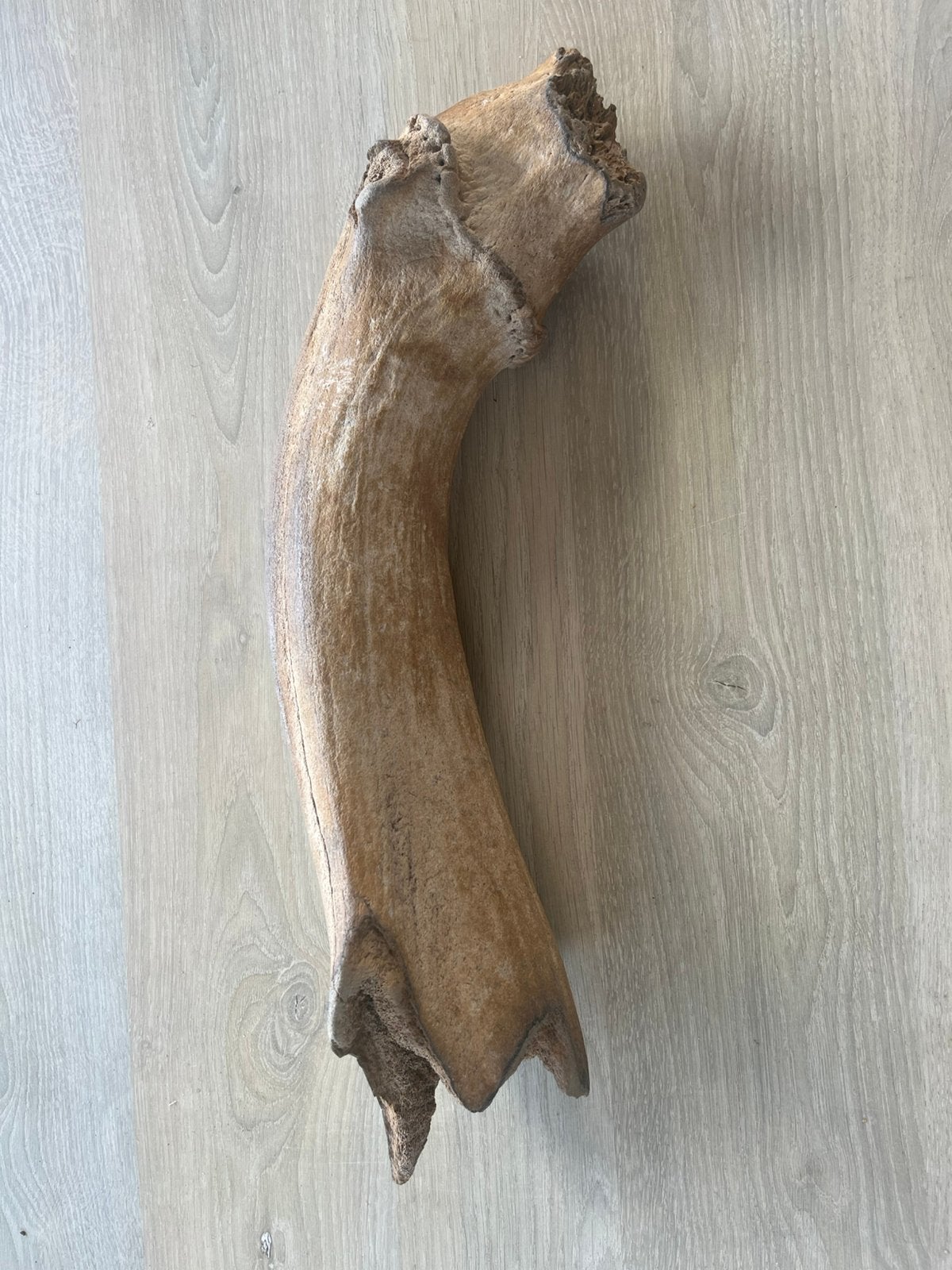 Prachtig mammoet bot, Verzamelen, Ophalen of Verzenden, Zo goed als nieuw, Paard, Beeldje of Figuurtje