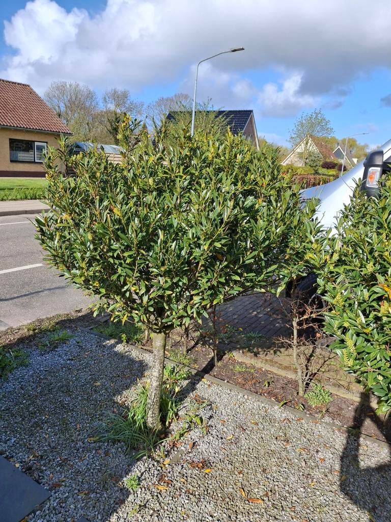 Laurierkers op stam, Tuin en Terras, Planten | Bomen, Ophalen, Zomer, Volle zon, 100 tot 250 cm